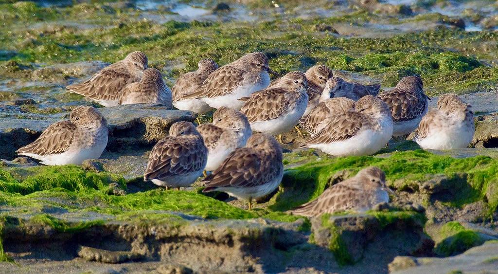 Least sandpipers by Doug Greenberg is licensed under CC BY-NC 2.0.